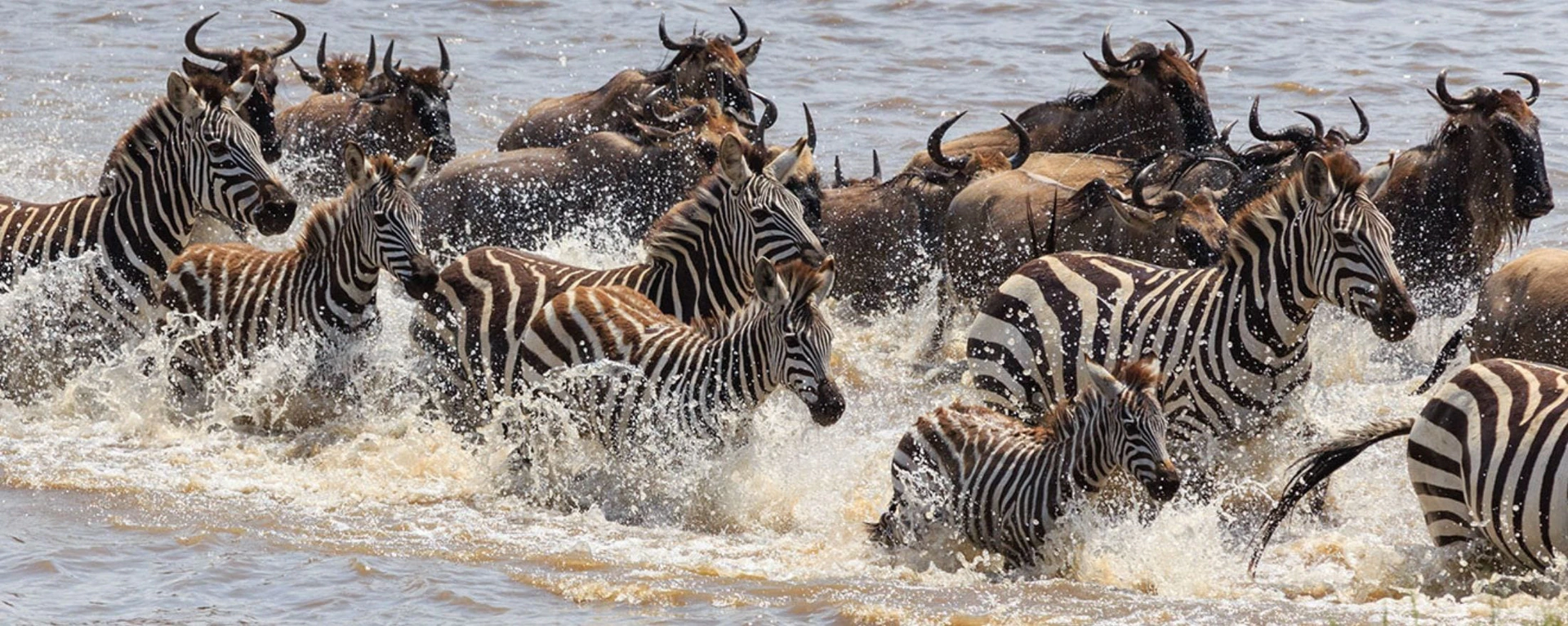 About Bald Eagle Safaris