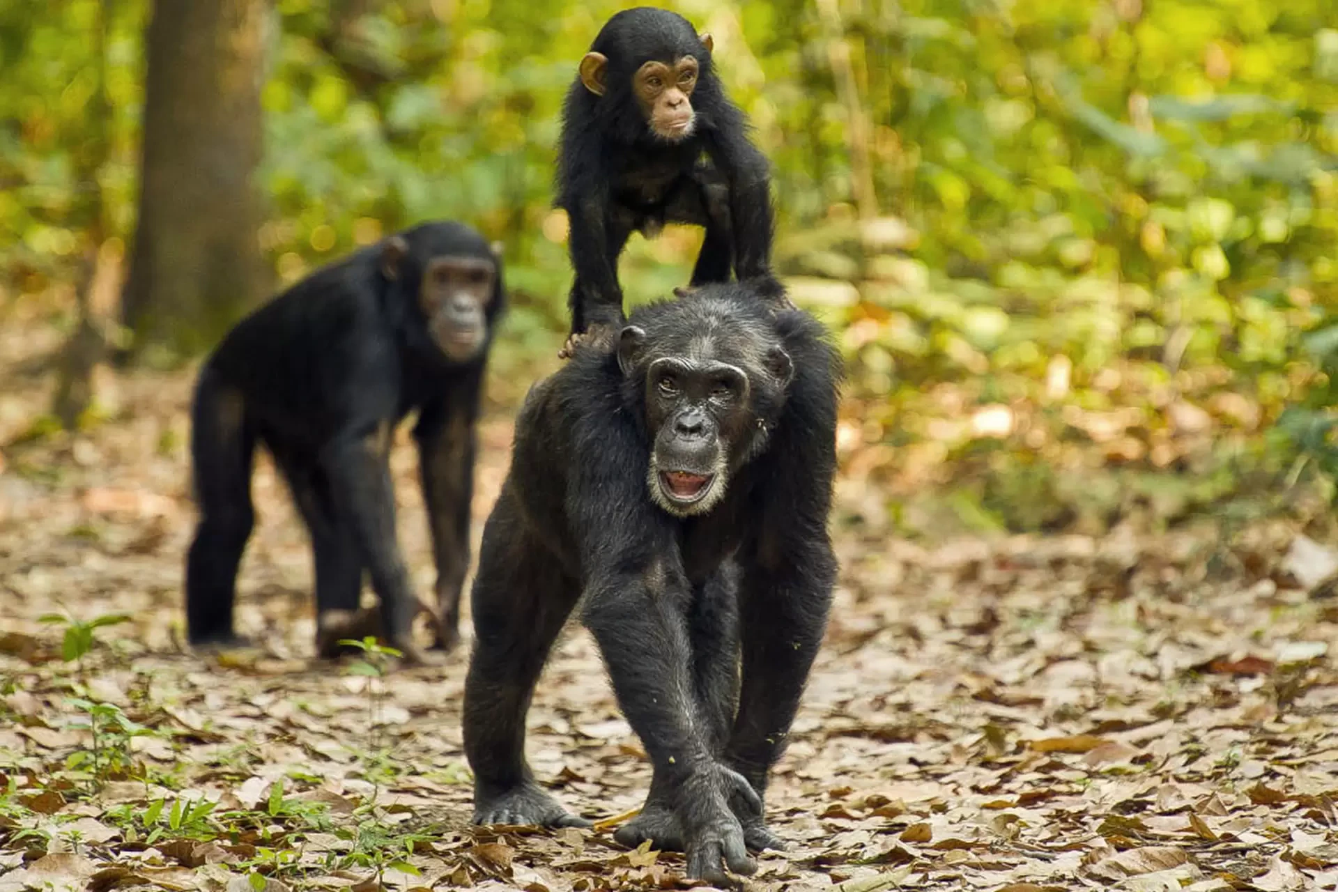Gombe Stream National Park