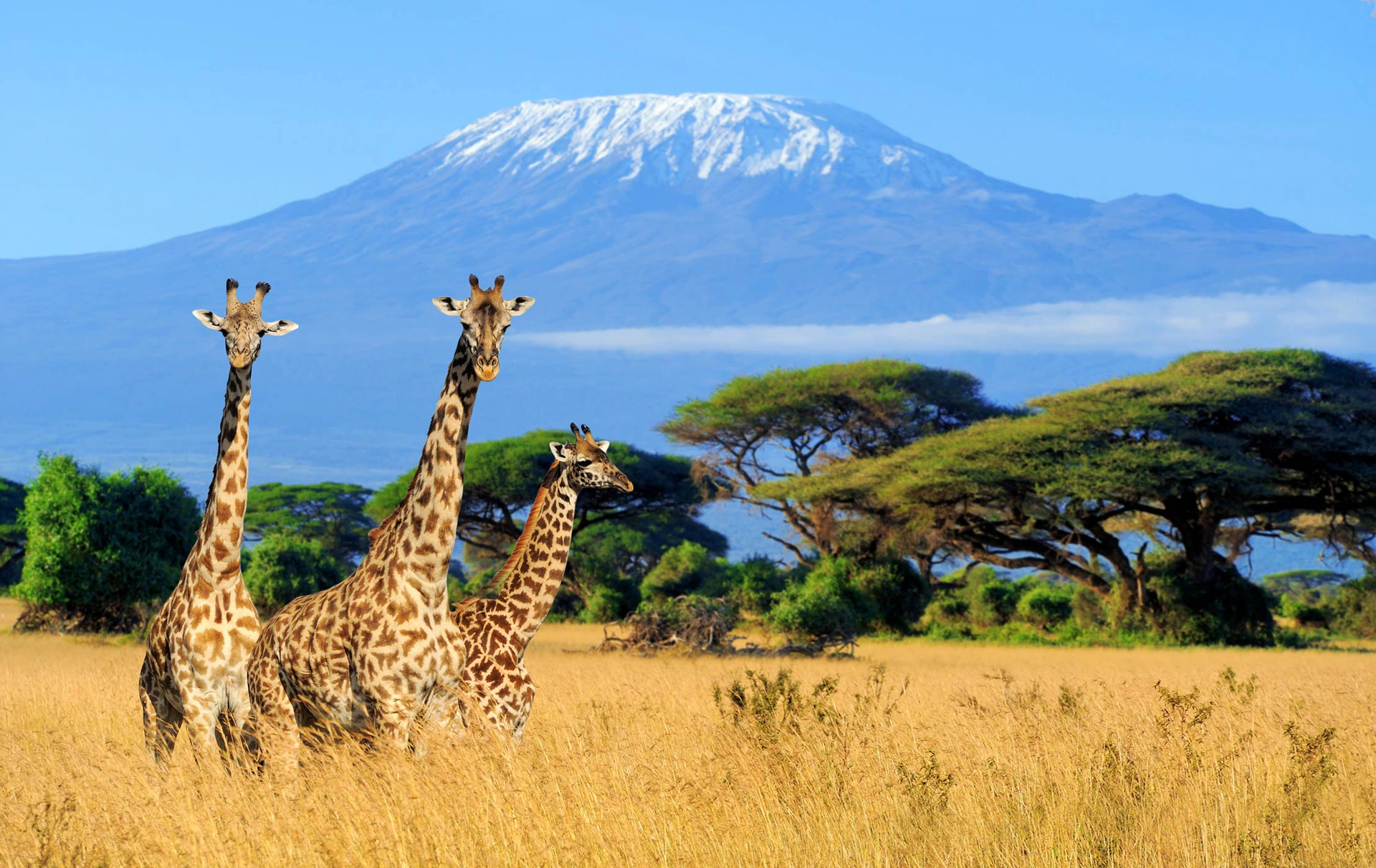 Kilimanjaro National Park