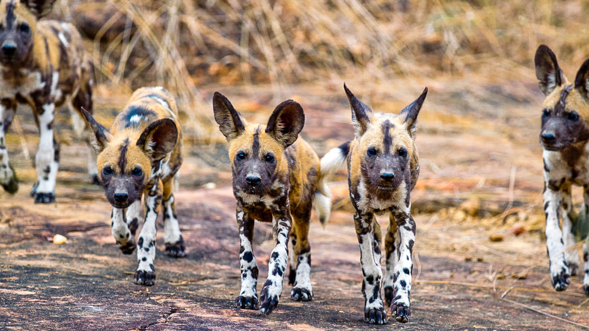 Nyerere National Park