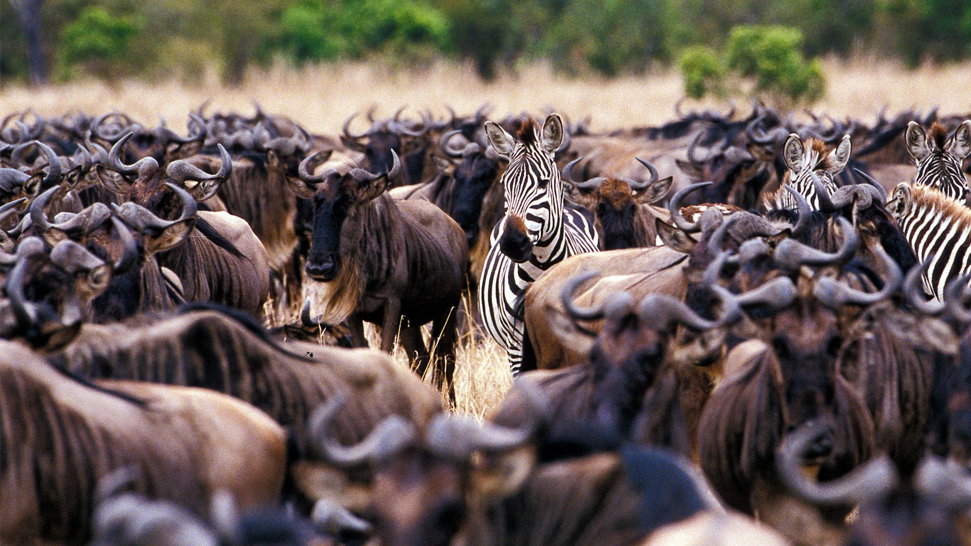 9-Day Great Migration Safari