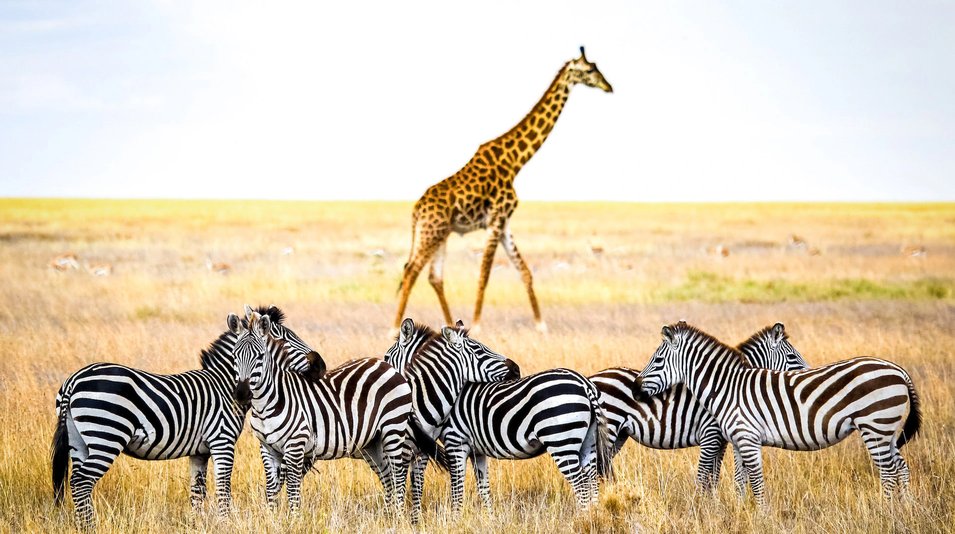 5-Day Budget Tanzania Safari
