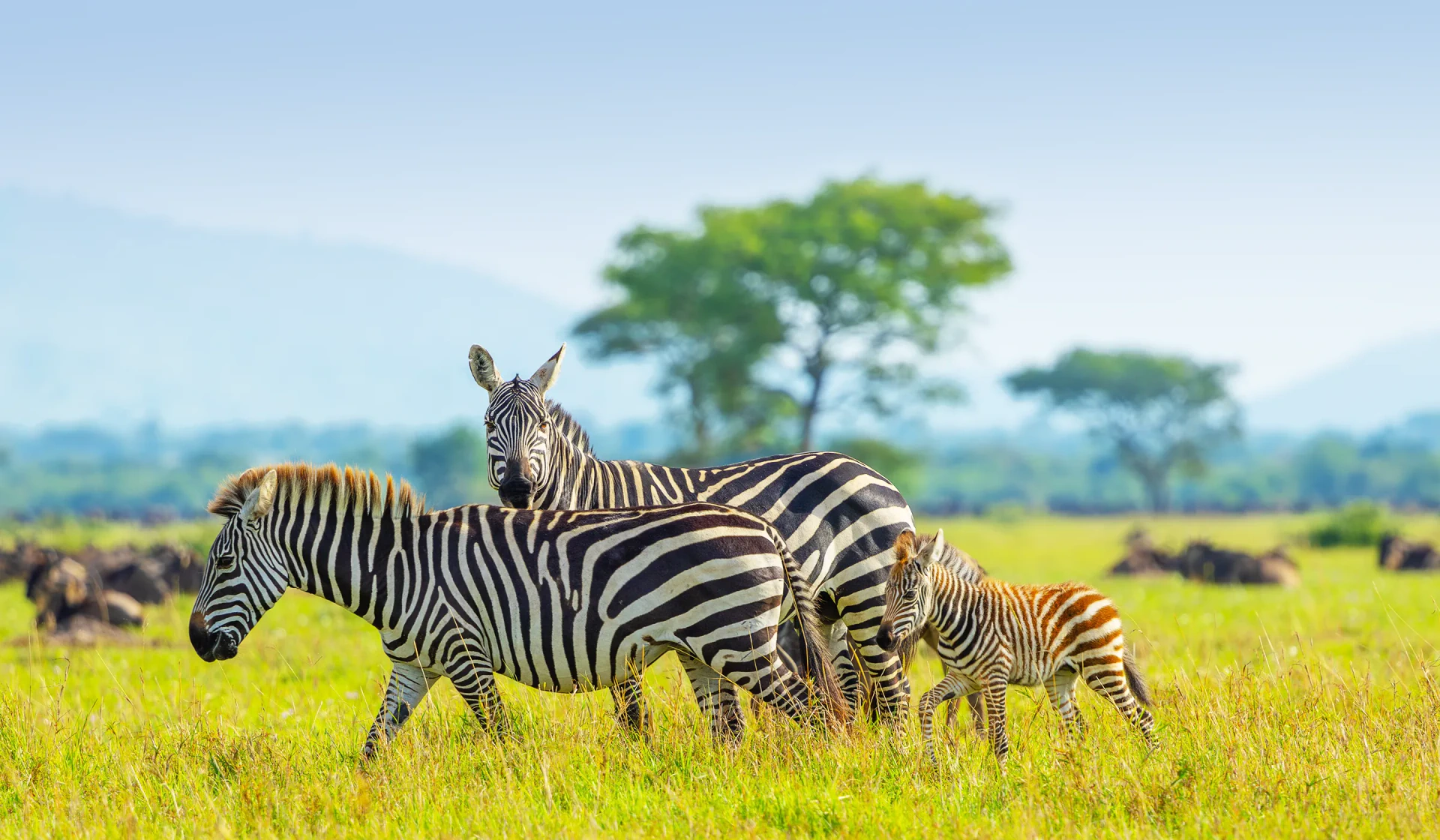 7-Day Classic Tanzania Safari