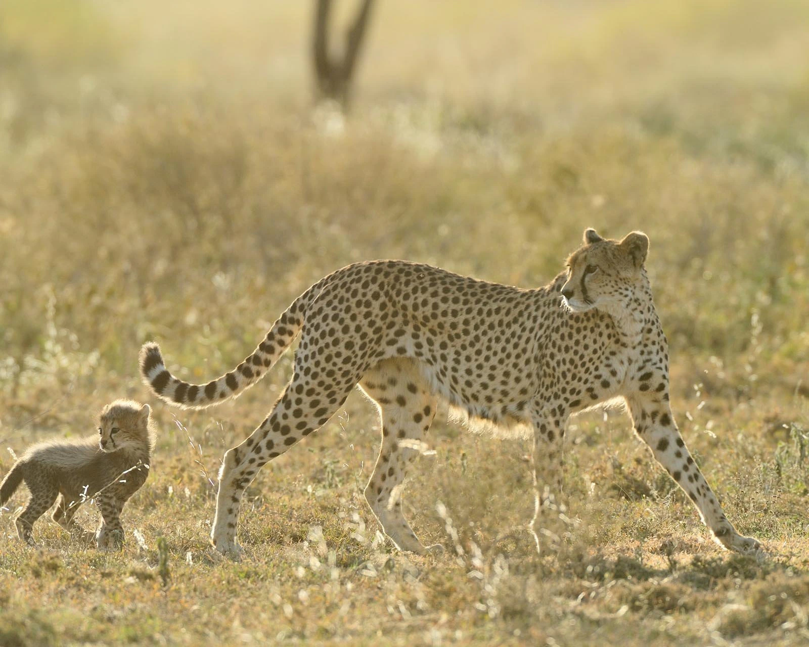 12-Day Kilimanjaro Climb & Safari - Slide 2