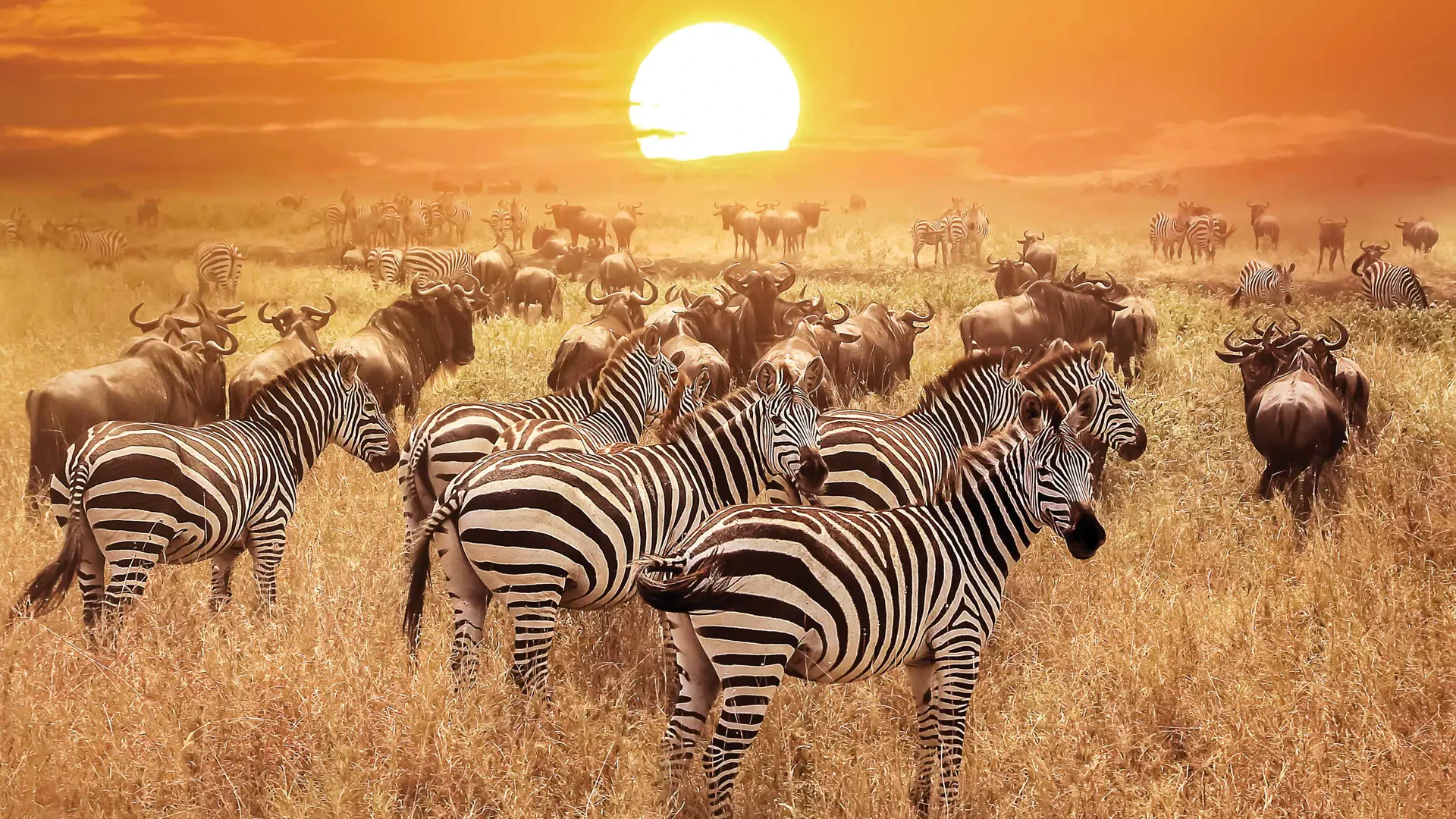 9-Day Great Migration Safari - Slide 3
