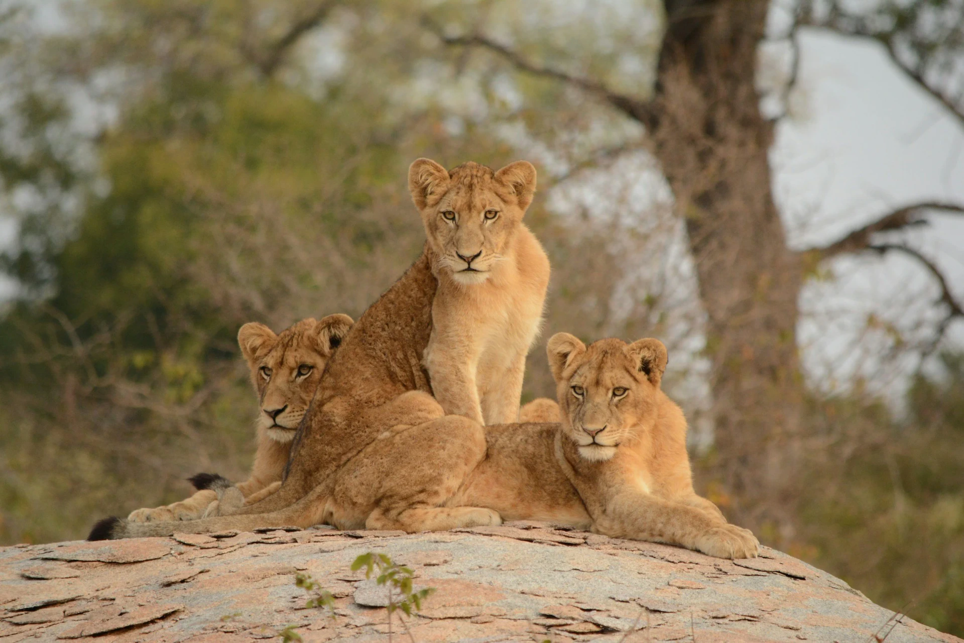 8-Day Family Safari Adventure - Slide 3