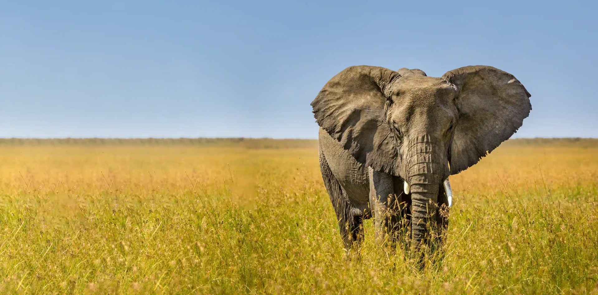 5-Day Budget Tanzania Safari - Slide 2
