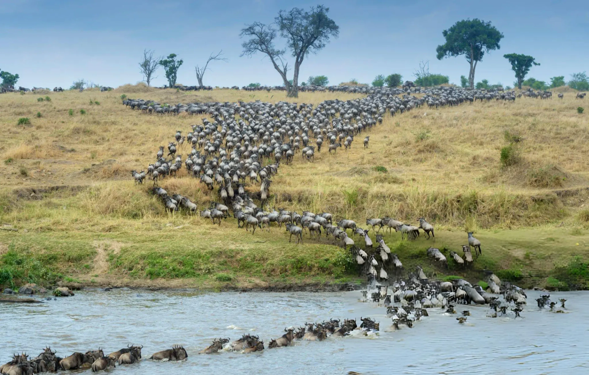 Create Your Perfect Safari